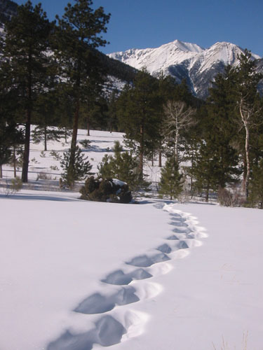 Snowshoeing in Central Colorado